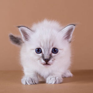 Female Ragdoll Kitten for Sale