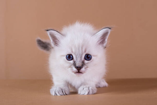 Female Ragdoll Kitten for Sale