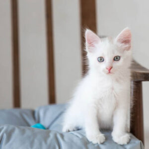 Female ragdoll kitten for sale near me (1)