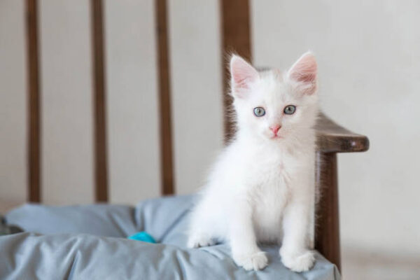 Female ragdoll kitten for sale near me (1)