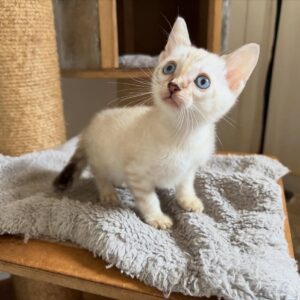 Male Bengal Kitten for Adoption