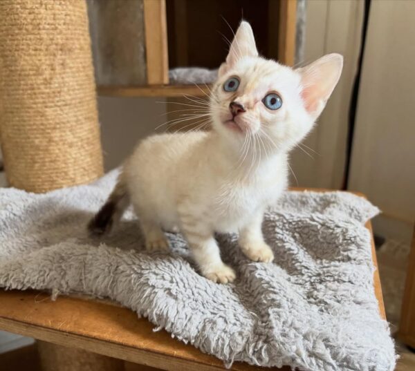 Male Bengal Kitten for Adoption