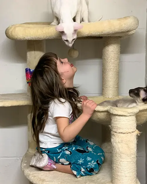 girl-playing-with-oriental-shorthair-and-siamese-kittens-at-cataristocrat-cattery