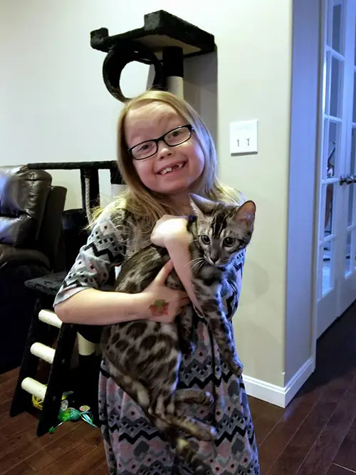 Siamese Kitten For Adoption Near Me Now