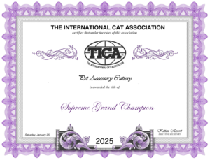 Siamese Kittens For Sale Near Me