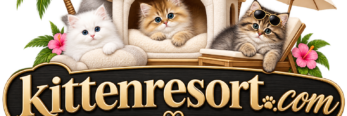 Kittenresort.com pictures