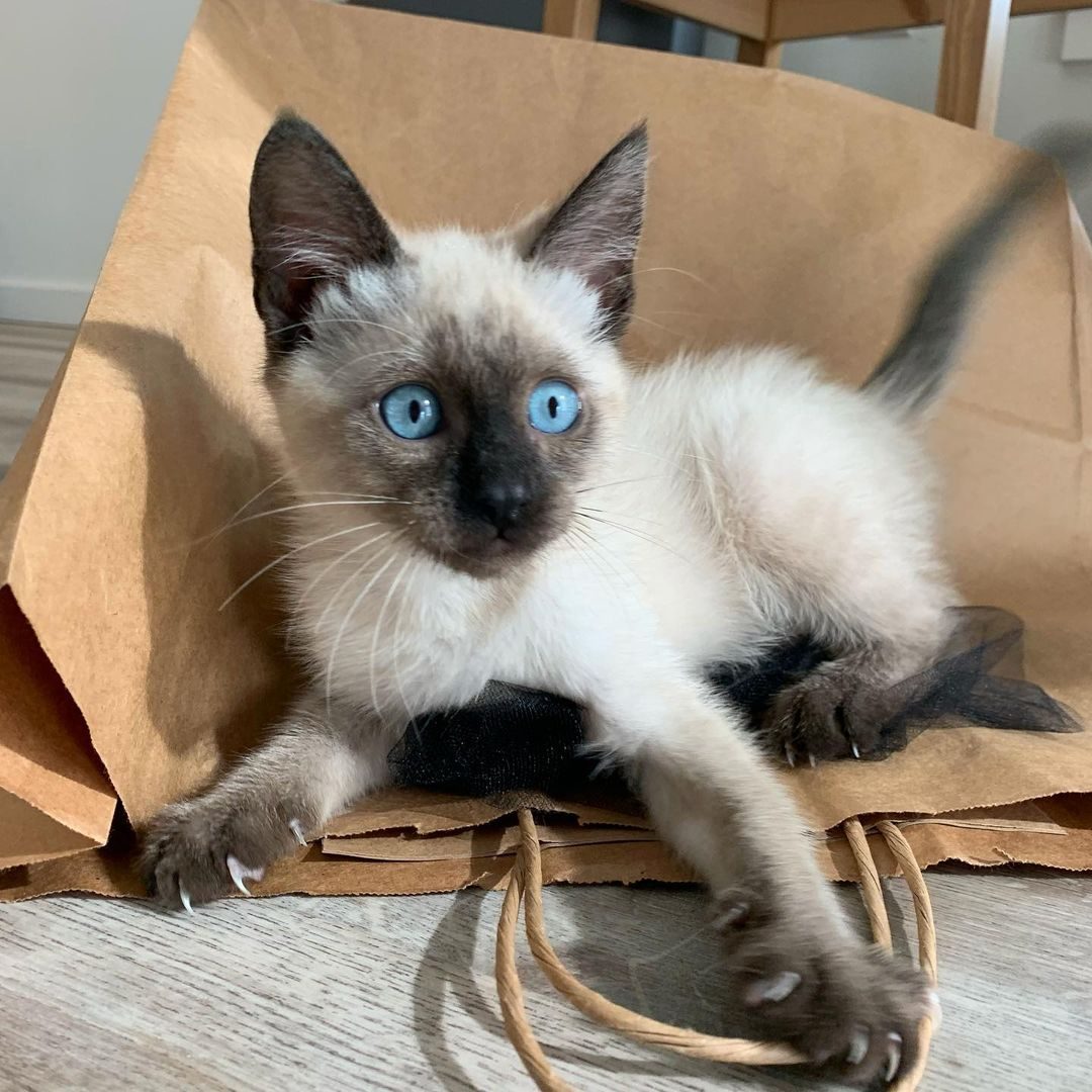 Male Siamese kitten for sale Near Me