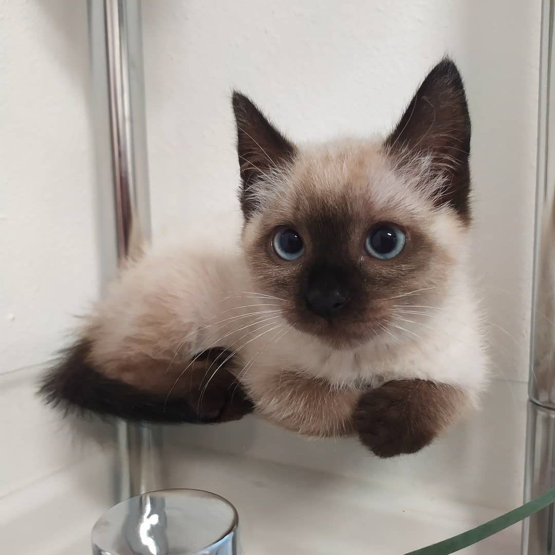 Female Siamese kitten for sale Near Me
