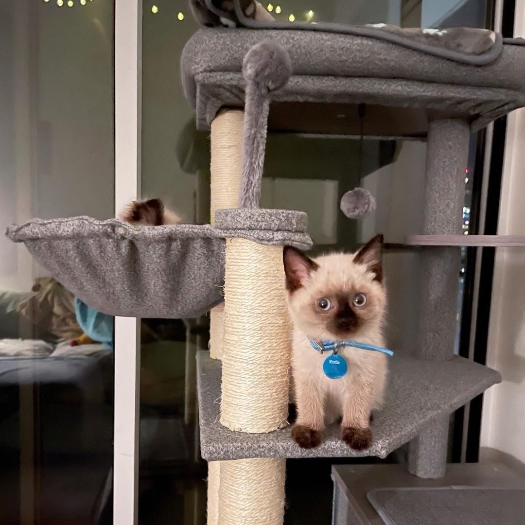 Mika Female Siamese Kitten For Adoption