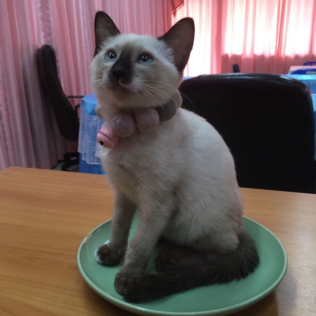 Adorable kittens for sale Near Me