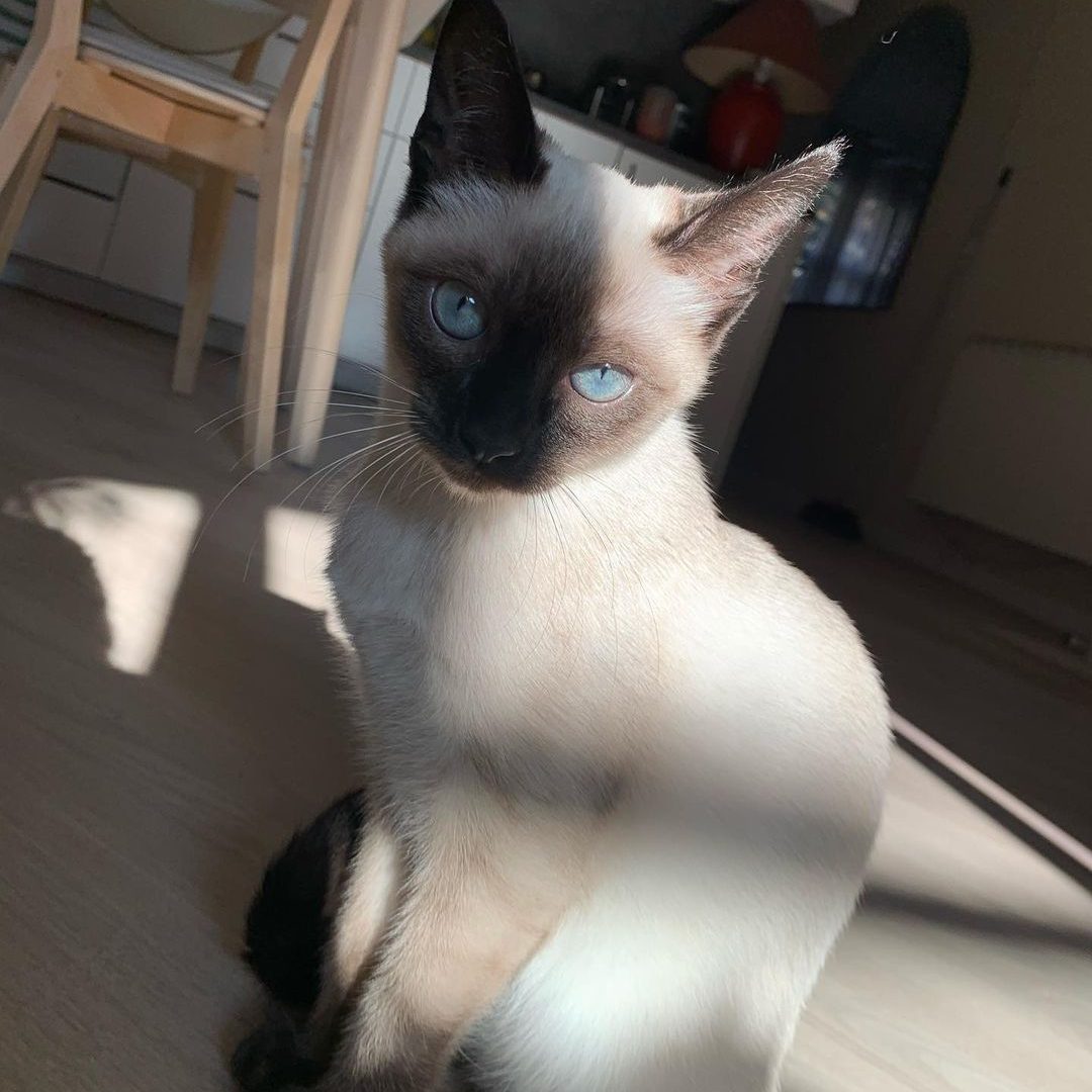 Male Siamese kitten for sale Near Me