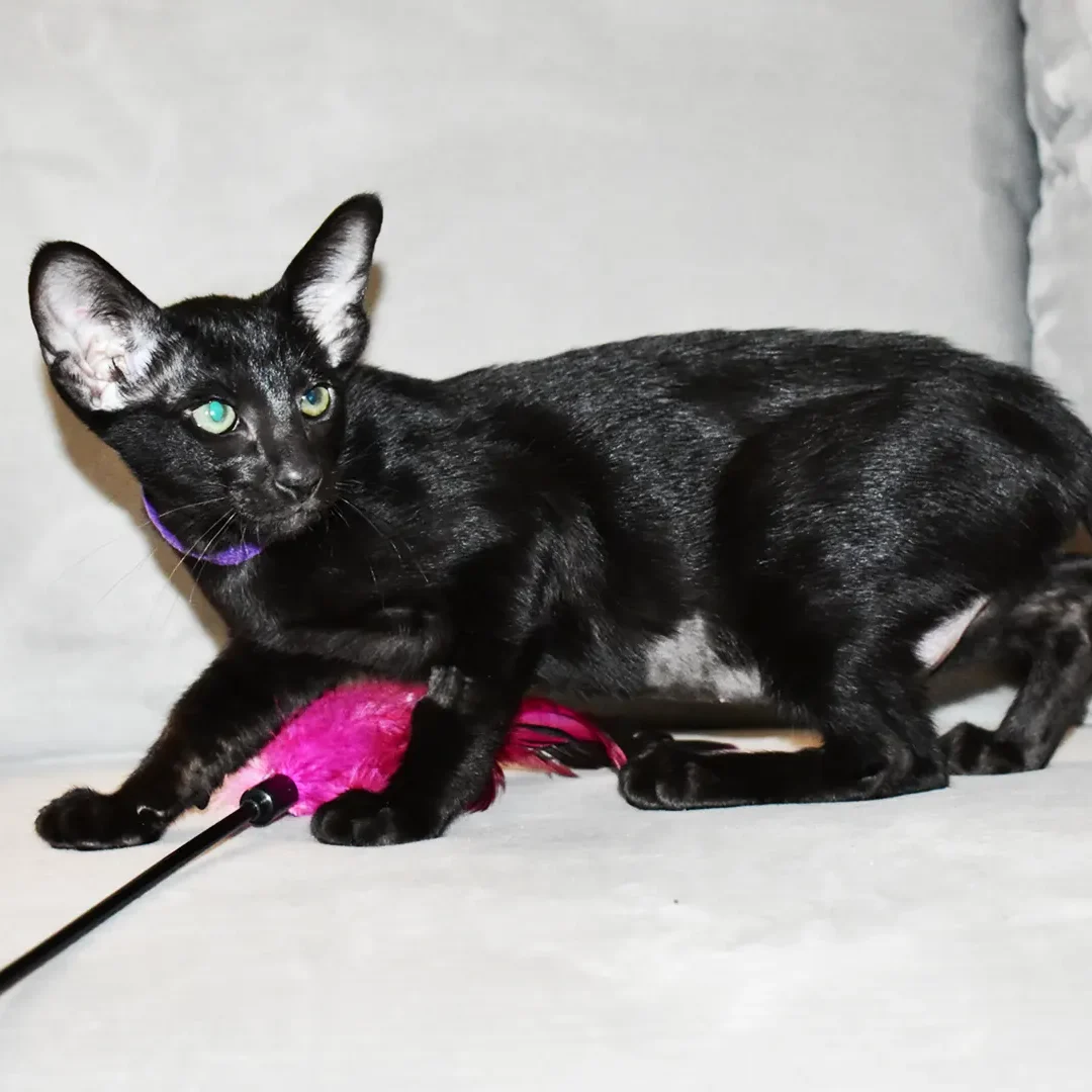 Oriental-kitten-black-female-gouda-6week
