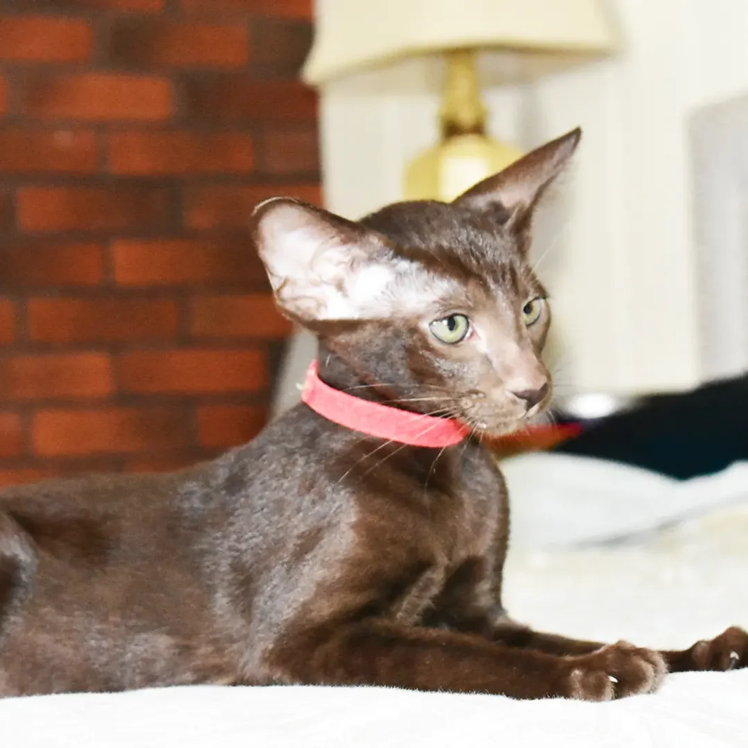 Oriental-shorthair-kittenchocolate-female-freya-12weeks