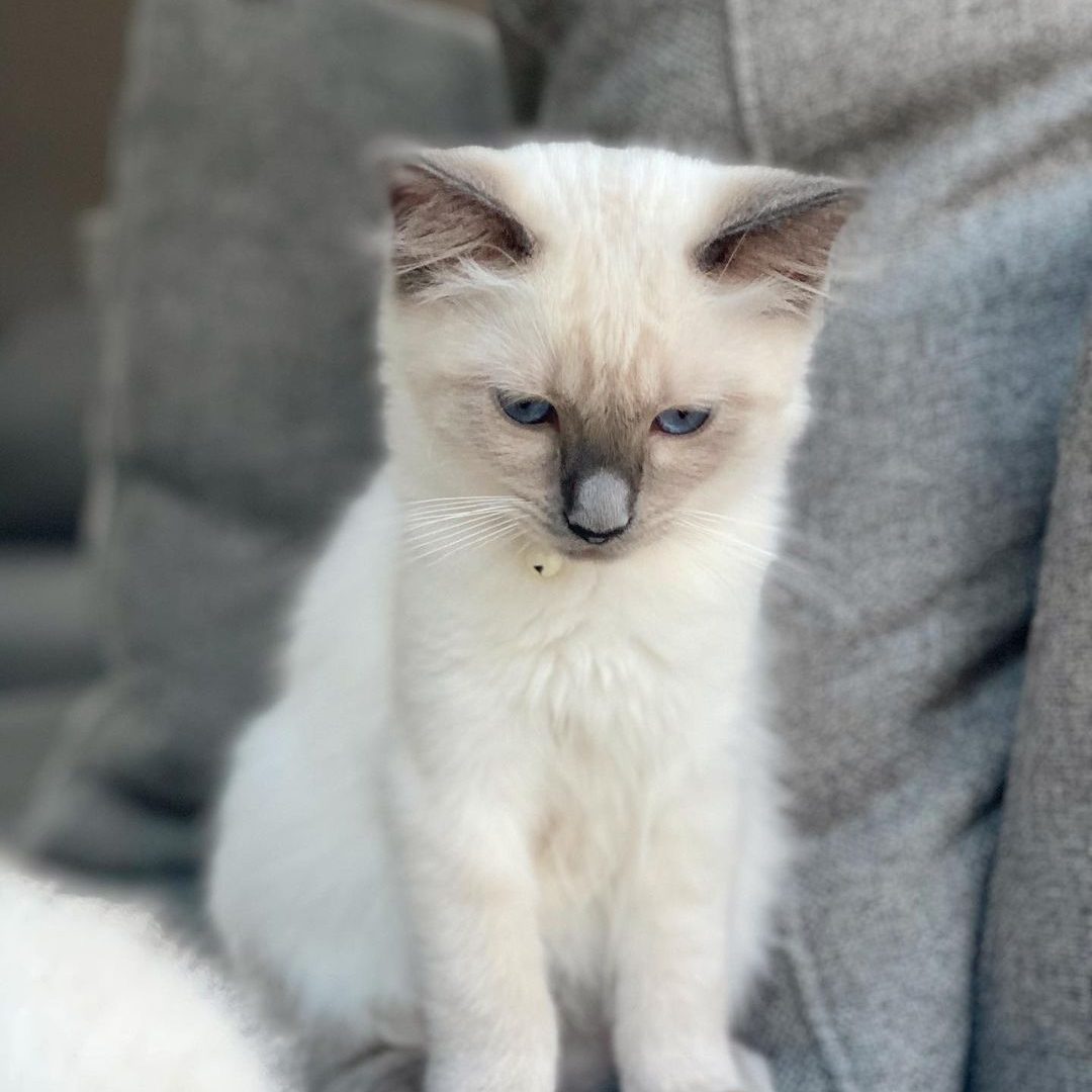 Male Siamese kitten Charlie