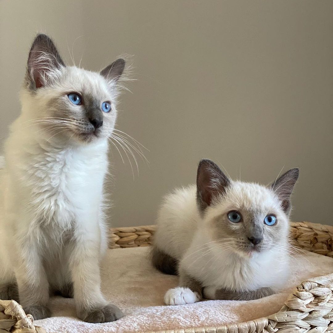 Male and Female Siamese kitten for sale Near Me