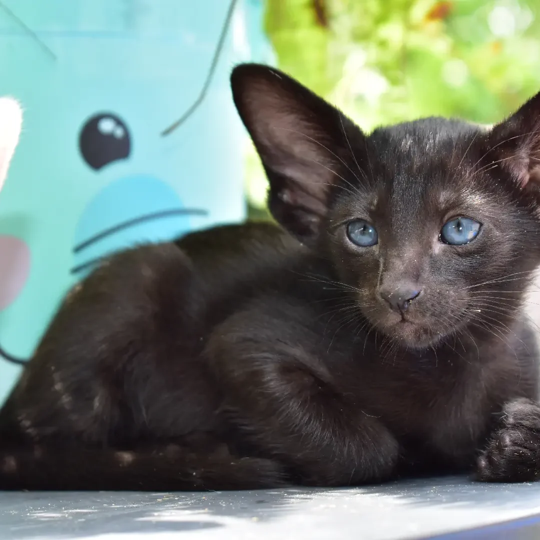 oriental-shorthair-kitten-for-sale-Astrid-Black-female