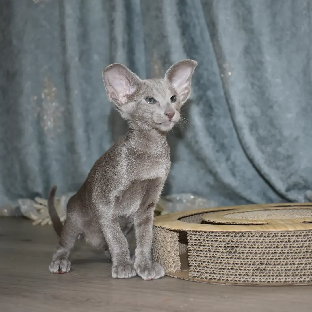 oriental-shorthair-kitten-for-sale-Etta-