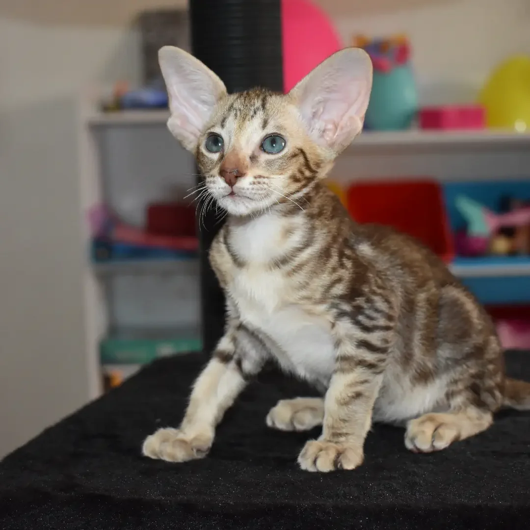 Oriental-kitten-black-female-gouda-6week