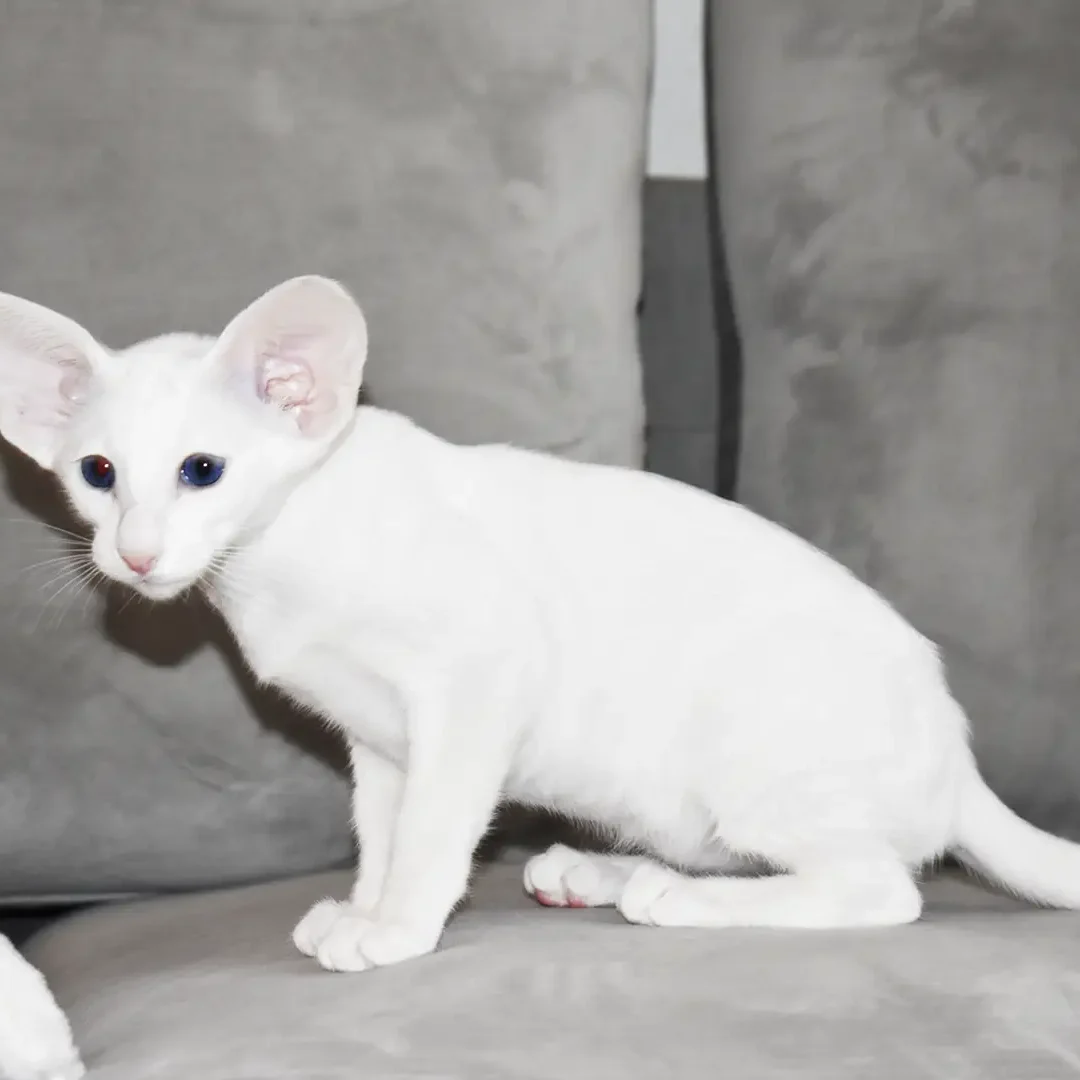 oriental-shorthair-kitten-olimpia-white-female-12weeks-