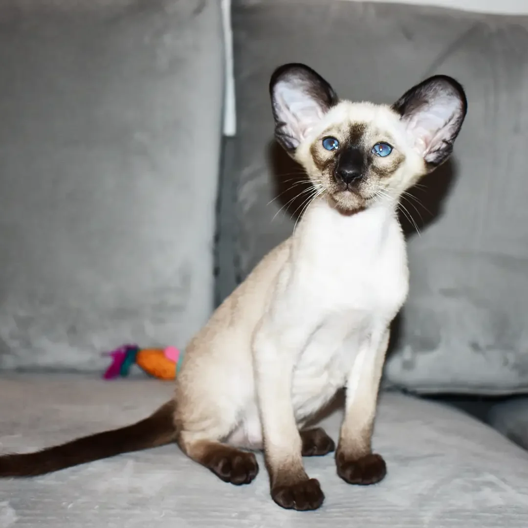 siamese-kitten-caspian-seal-point-siamese-male